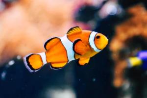 最后，结论部分总结整个赛事的意义和价值，强调其对未来的启示。2026年美加墨世界杯时间